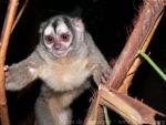 Gray-legged night monkey