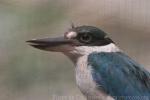 Collared kingfisher