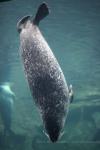 Common harbor seal