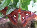 Atlas moth *