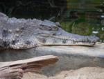 Slender-snouted crocodile *