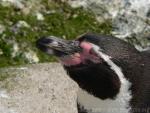 Humboldt's penguin *