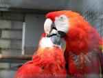 Scarlet macaw *