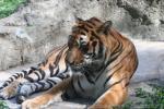 Mainland (Indochinese) tiger