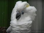 Blue-eyed cockatoo *
