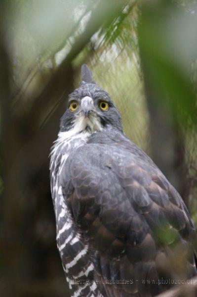 Blyth's hawk-eagle