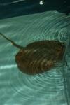 Marbled freshwater whip-ray *