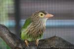Lineated barbet *