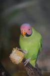Blossom-headed parakeet