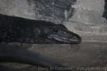 Common water monitor