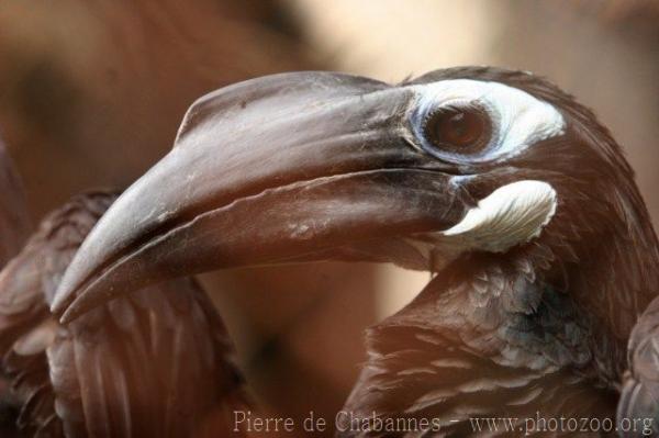 Bushy-crested hornbill