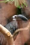Bushy-crested hornbill
