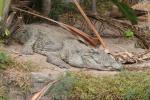 Siamese crocodile