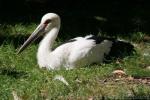 Maguari stork *