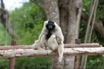 Pileated gibbon