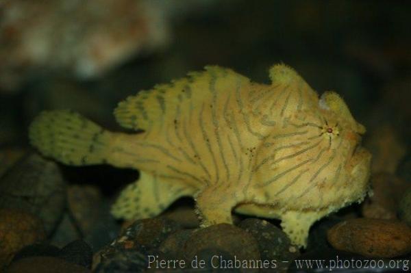 Striated frogfish *