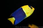 Bicolor angelfish *