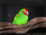 Double-eyed fig-parrot *