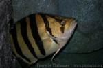 Four-banded tiger perch