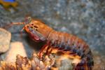 Peacock mantis shrimp *