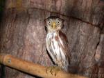 Peruvian pygmy-owl *