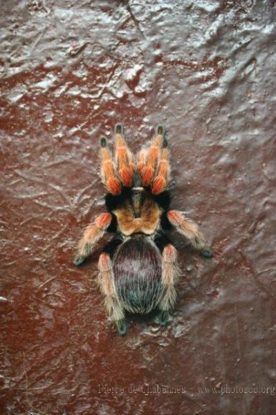 Mexican rustleg tarantula