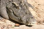 Siamese crocodile