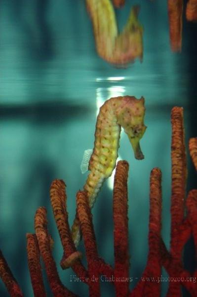 Spotted seahorse