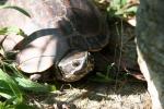 Khorat snail-eating turtle