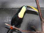 Choco toucan *