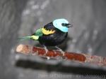 Blue-necked tanager *