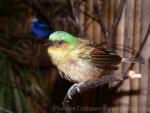 Rufous-cheeked tanager *