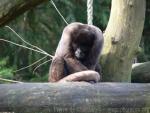 Humboldt's woolly-monkey