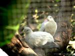 Torresian Imperial-pigeon *