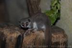 Fat-tailed dwarf-lemur