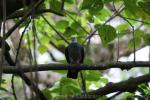 Ashy wood-pigeon