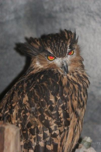 Tawny fish-owl