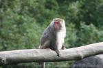 Formosan rock macaque