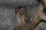 Formosan collared scops-owl