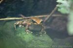 Swinhoe's brown frog *