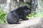 Formosan black bear