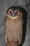 Formosan brown wood-owl