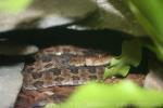 Brown spotted pitviper