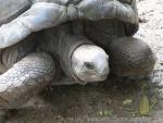 Aldabra giant tortoise *
