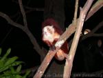 Red-and-white giant flying squirrel *