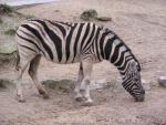Burchell's zebra *