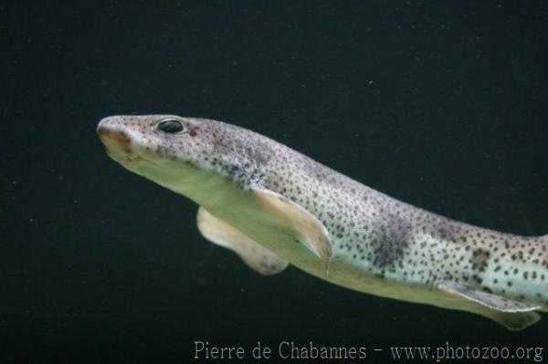Small-spotted catshark *