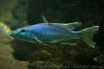 Malawi blue cichlid