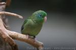 Spectacled parrotlet *