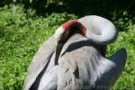 Australian sarus crane